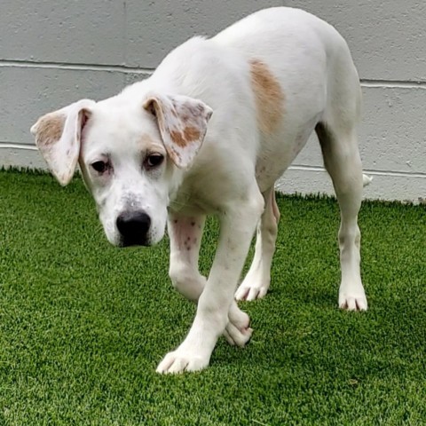 Jacie, Adult Female Hound