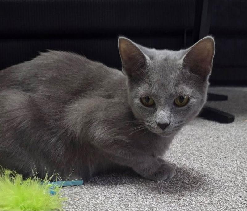 Cinder- Ella, Adoptable, Young Female Russian Blue.