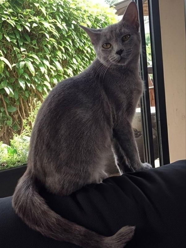 Enlarge Cinder- Ella, a Adoptable Russian Blue in Knoxville, TN image 2/3