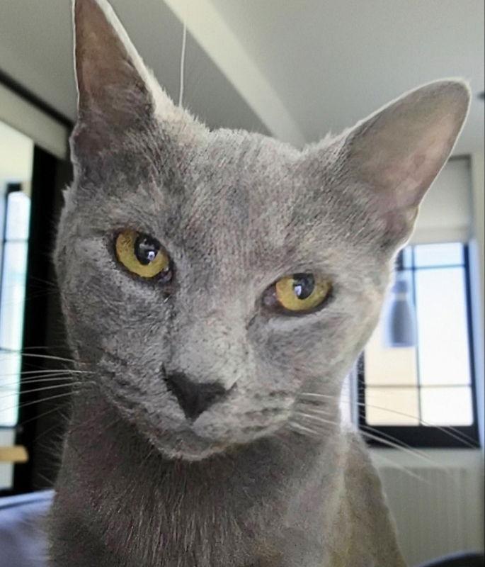 Enlarge Cinder- Ella, a Adoptable Russian Blue in Knoxville, TN image 3/3