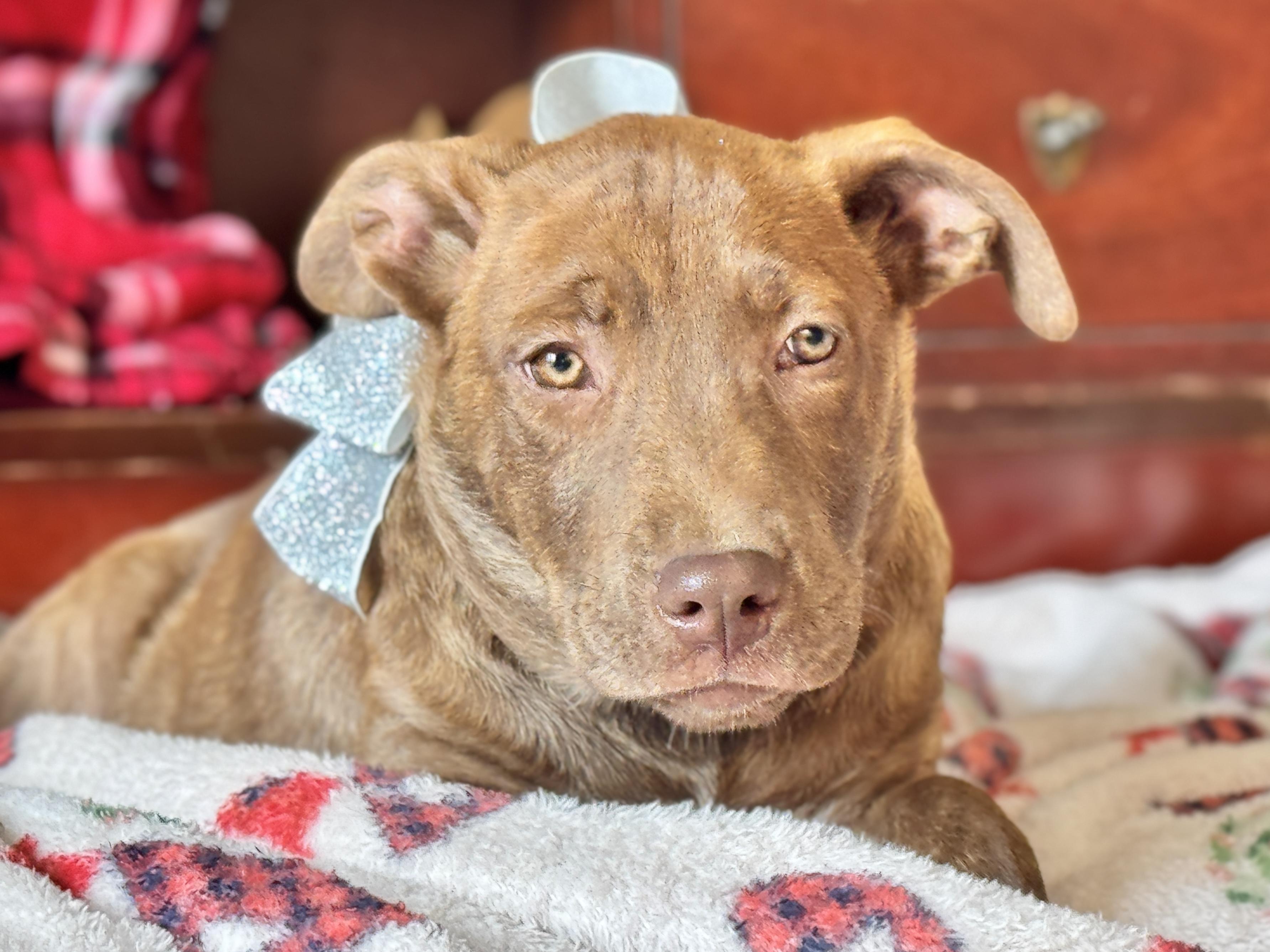 Enlarge RUDOLPH, a Adoptable mixed breed in Jacksonville, FL image 4/6