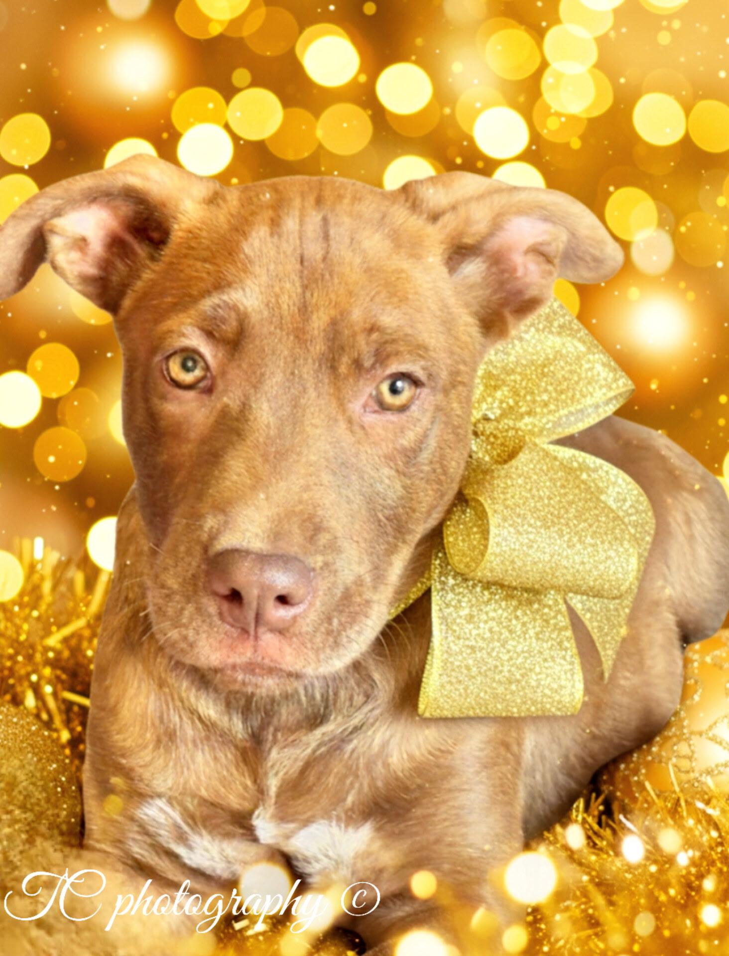 Enlarge RUDOLPH, a Adoptable mixed breed in Jacksonville, FL image 1/6