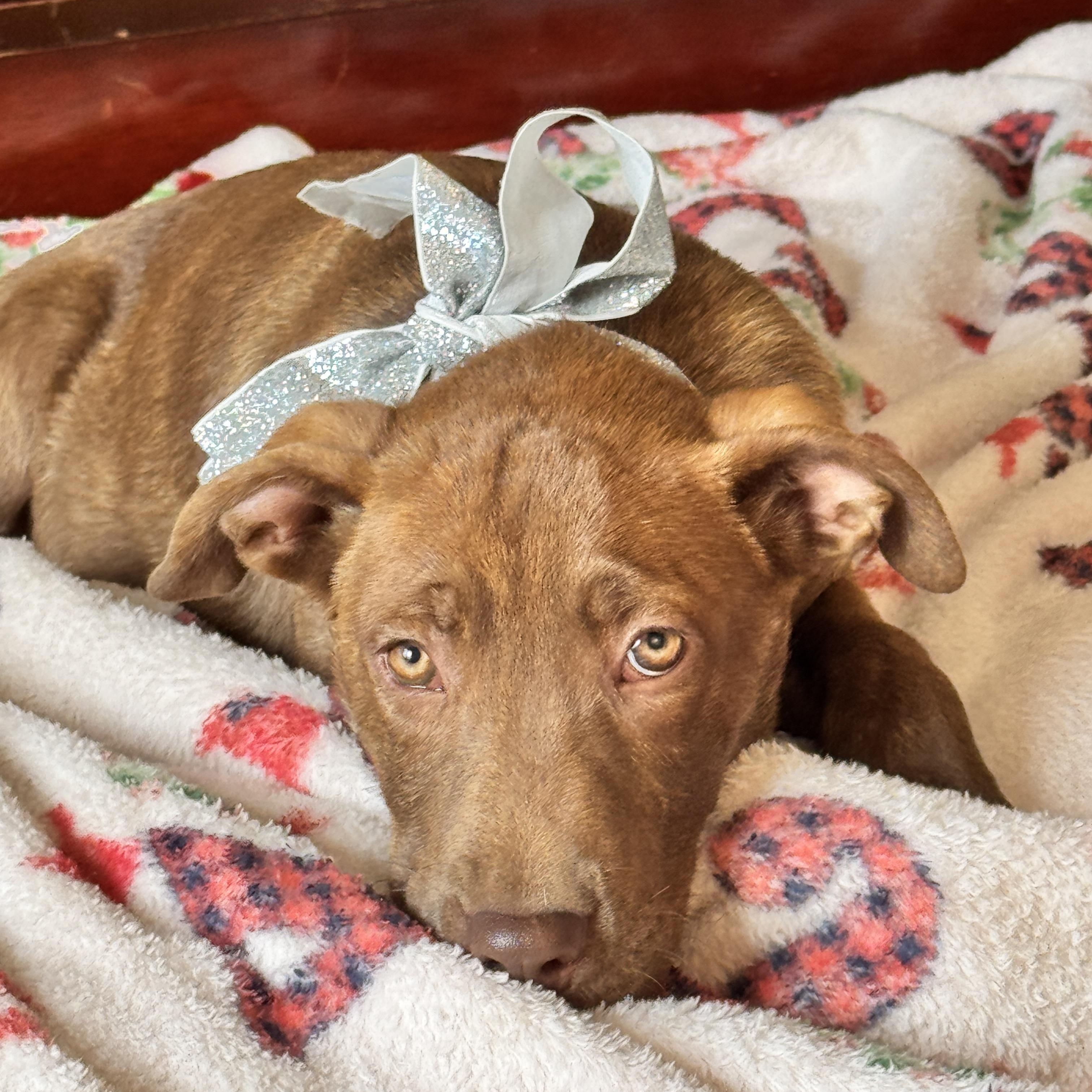 Enlarge RUDOLPH, a Adoptable mixed breed in Jacksonville, FL image 6/6