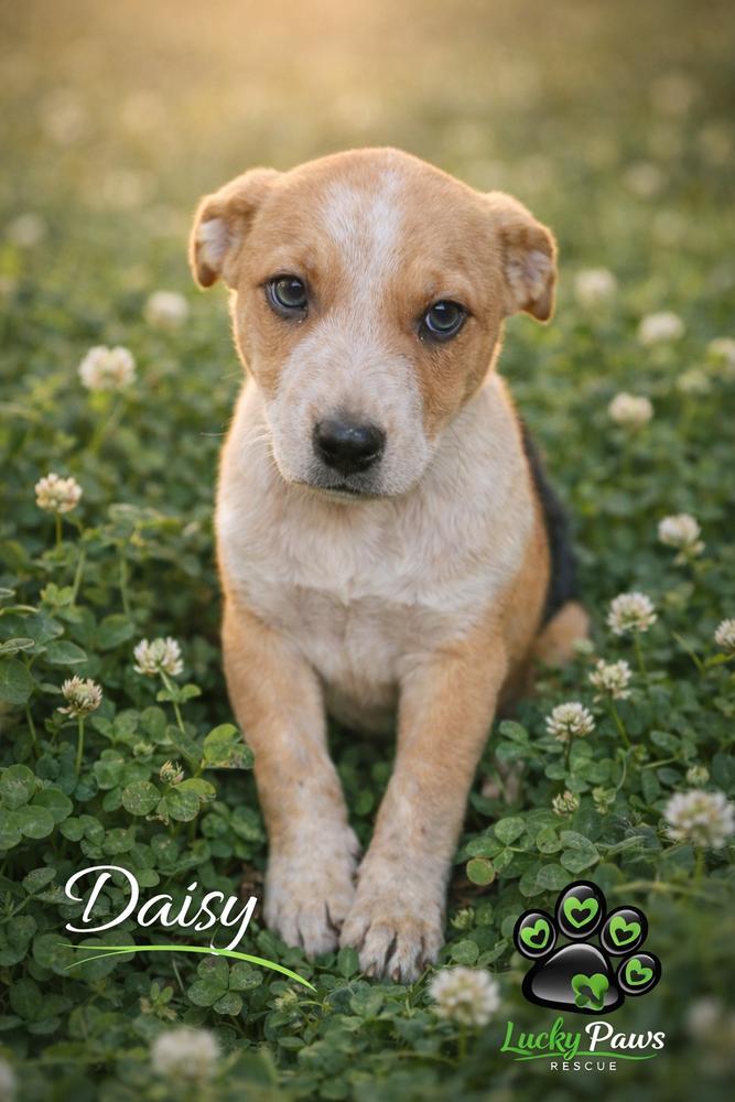 Enlarge Southern Country Crew -  Daisy, a Adoptable mixed breed in Sumter, SC image 1/4