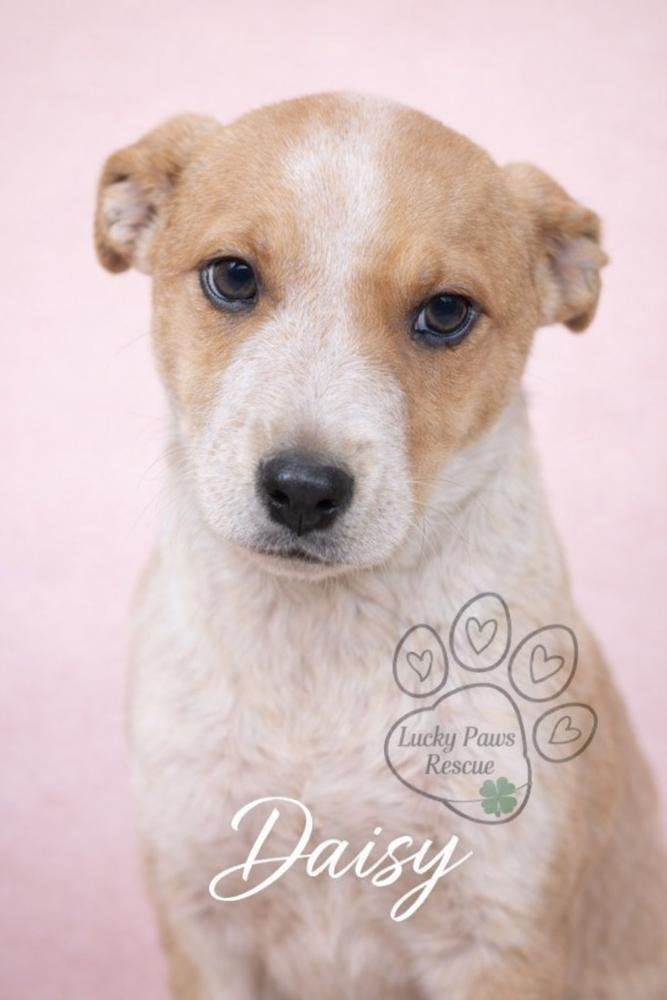Southern Country Crew -  Daisy, Adoptable, Puppy Female Australian Cattle Dog / Blue Heeler & Labrador Retriever.