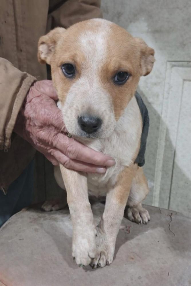 Enlarge Southern Country Crew -  Daisy, a Adoptable mixed breed in Sumter, SC image 3/4