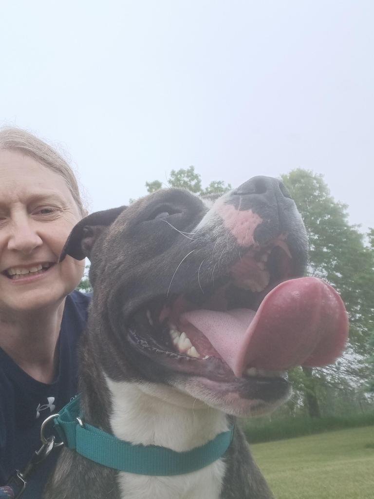 Big Papa (Jonesy), Adoptable, Adult Male Mixed Breed & Cane Corso.