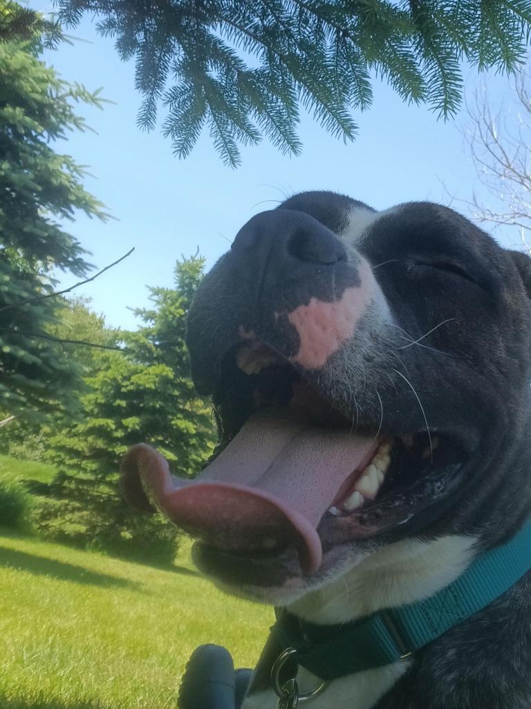 Big Papa (Jonesy), a Adoptable mixed breed in Angola, IN image 2/6