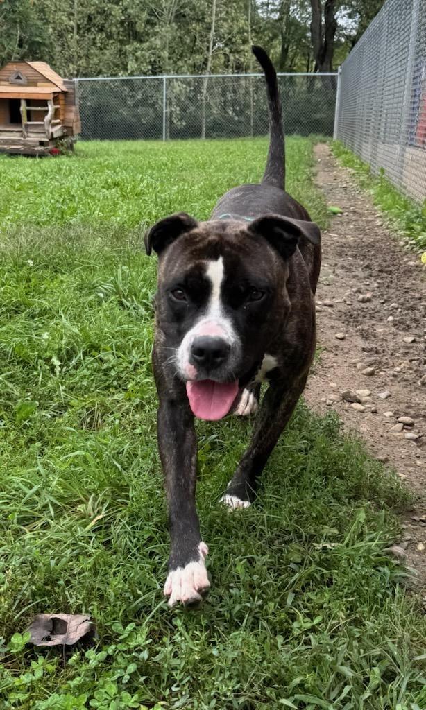 Big Papa (Jonesy), Adoptable, Adult Male Mixed Breed & Cane Corso.