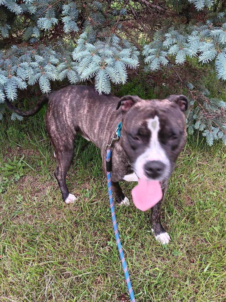 Enlarge Big Papa (Jonesy), a Adoptable mixed breed in Angola, IN image 2/5