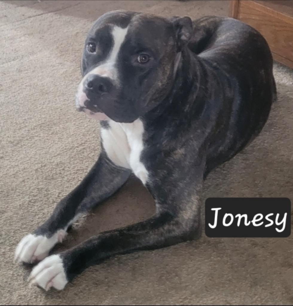 Big Papa (Jonesy), a Adoptable mixed breed in Angola, IN image 3/6