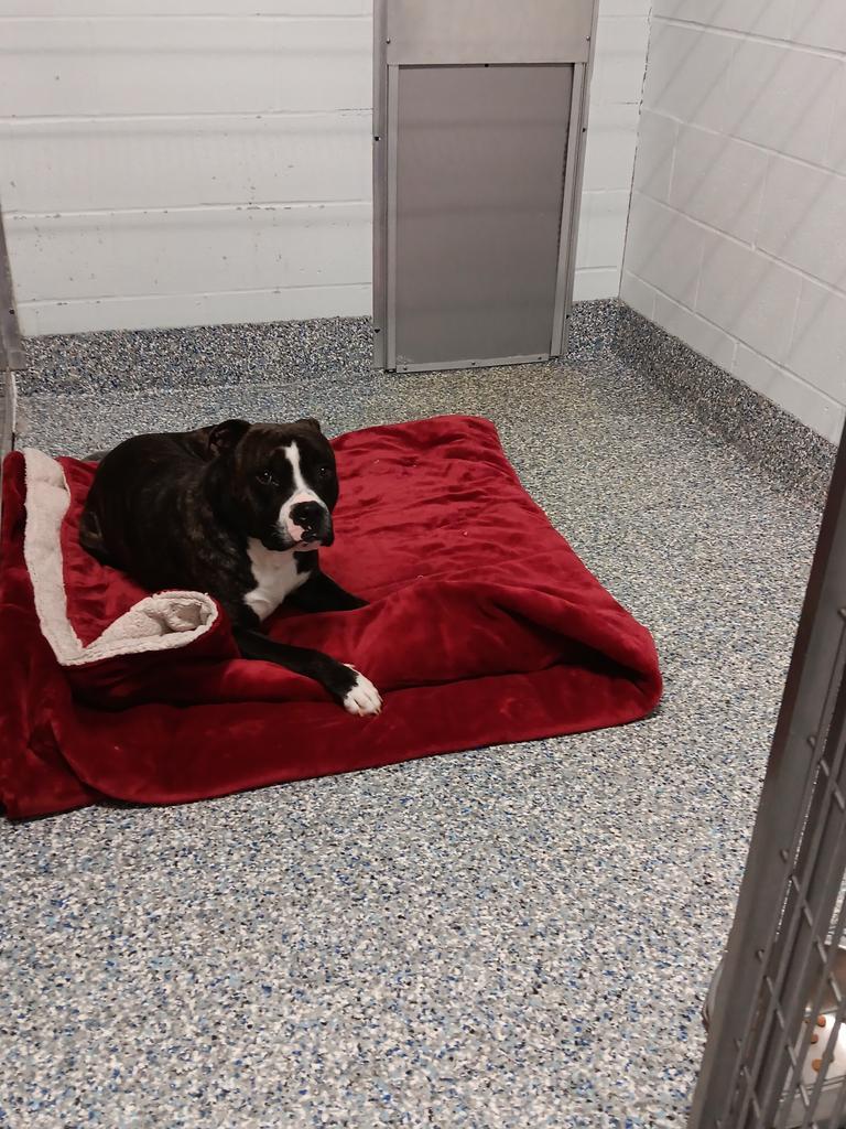 Big Papa (Jonesy), a Adoptable mixed breed in Angola, IN image 5/6
