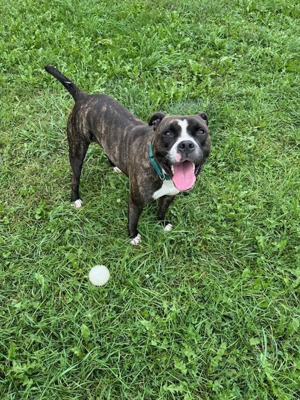 Enlarge Big Papa (Jonesy), a Adoptable mixed breed in Angola, IN image 5/5