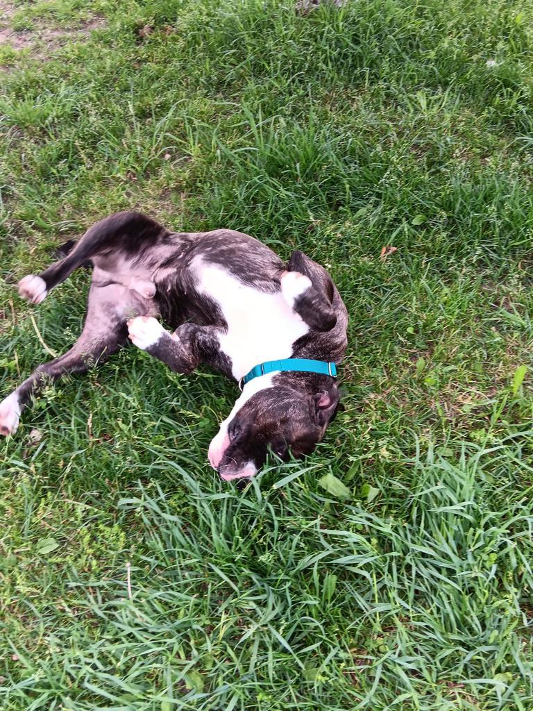 Big Papa (Jonesy), a Adoptable mixed breed in Angola, IN image 6/6
