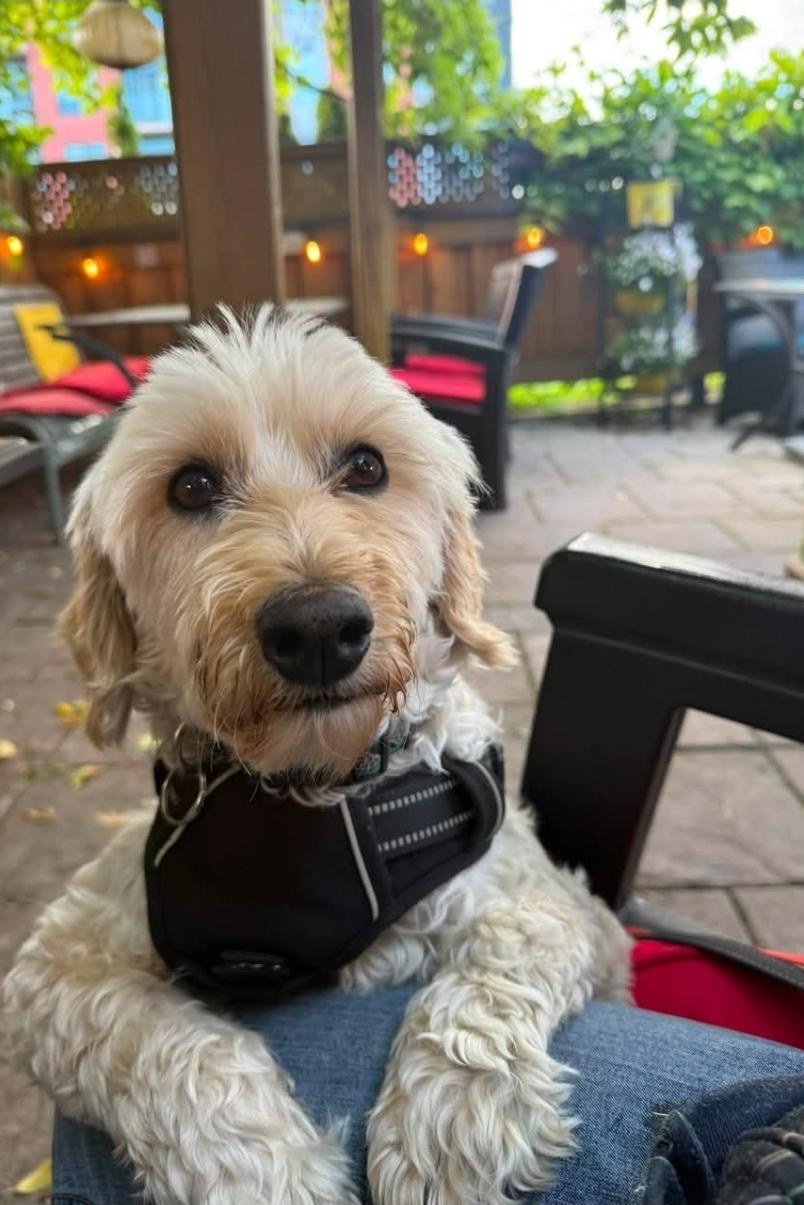 Rufus, a ADOPTABLE Goldendoodle in Toronto, ON image 1/6