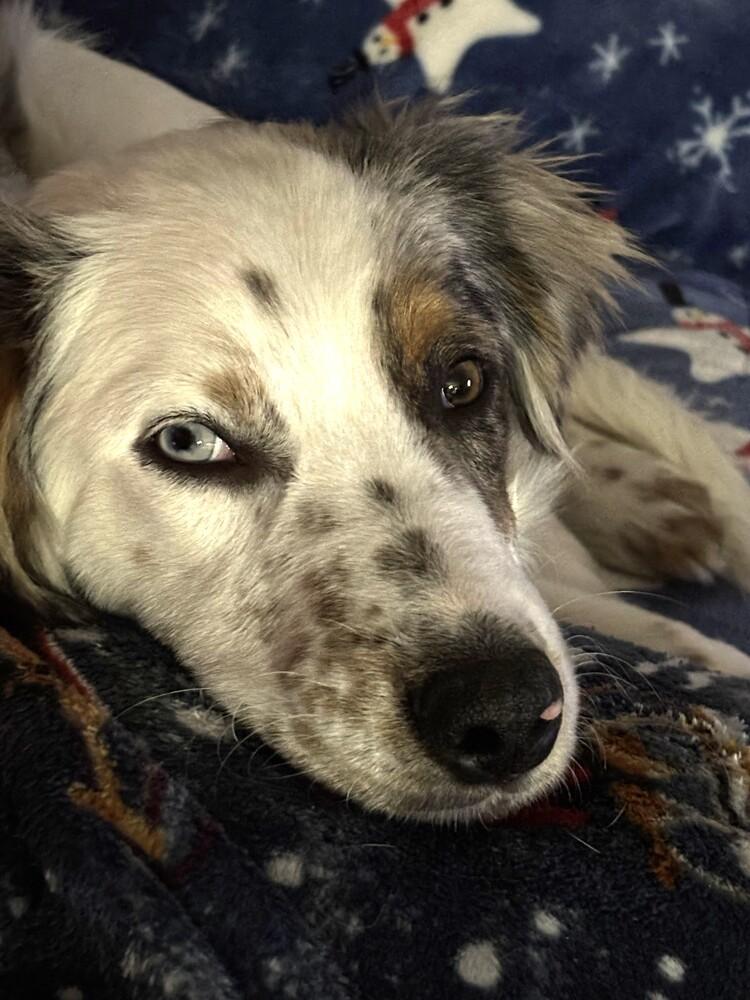 Biscuit, Adoptable, Puppy Male Australian Shepherd & Border Collie.