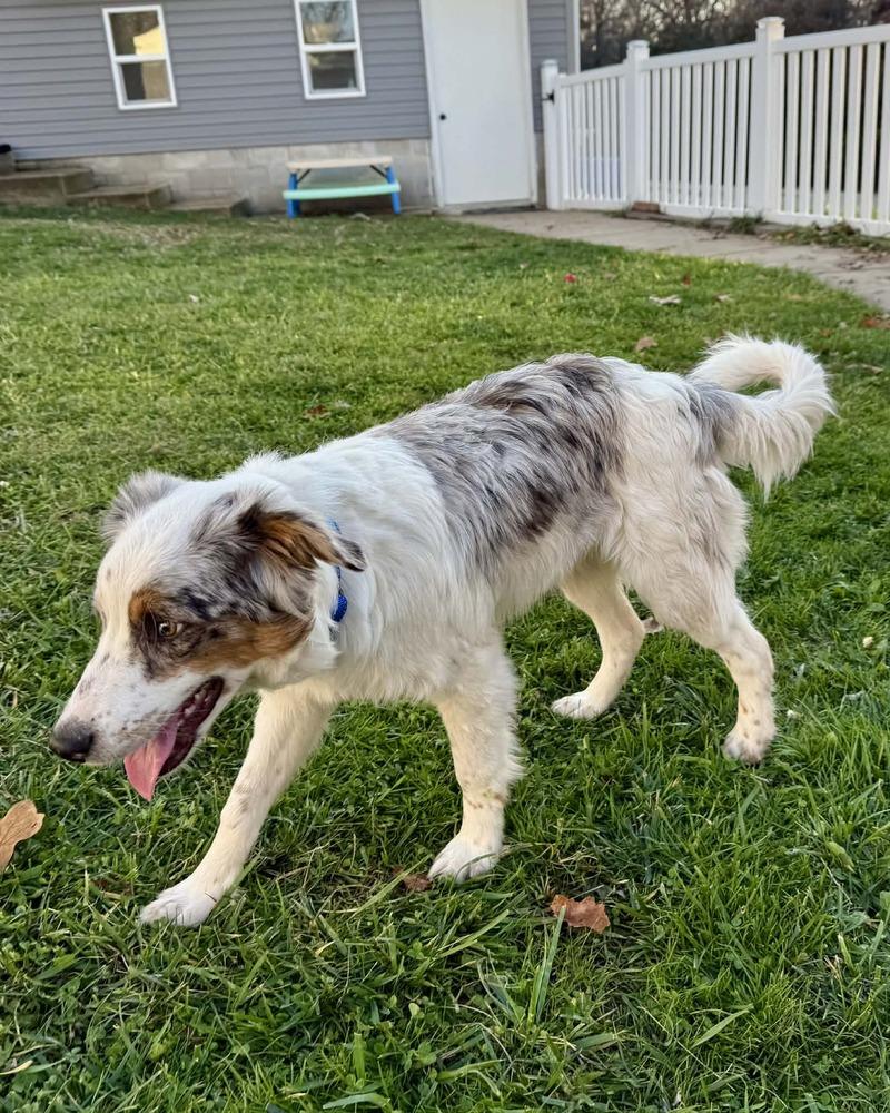 Enlarge Biscuit, a Adoptable mixed breed in Troy, IL image 2/6