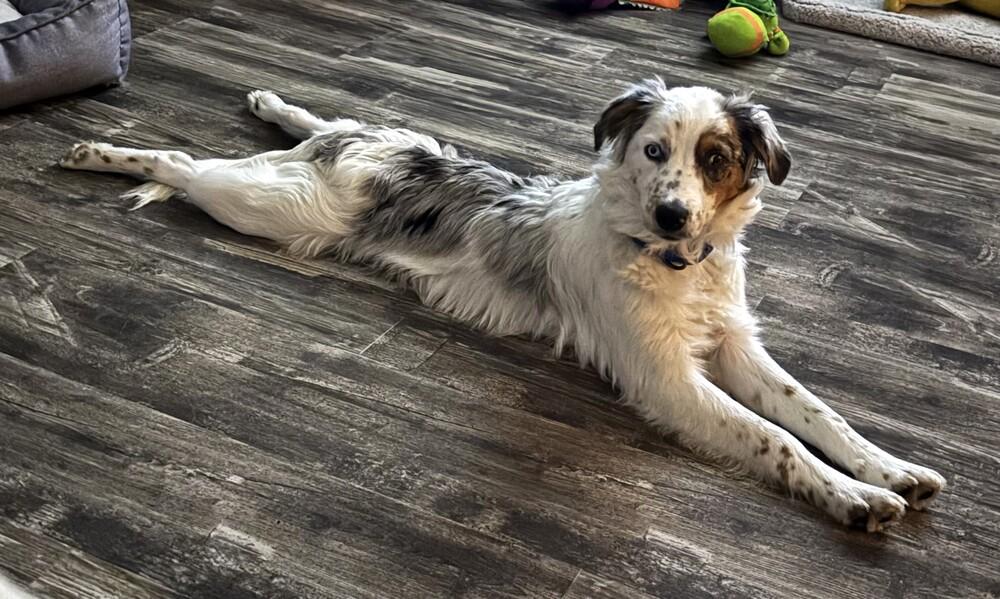 Enlarge Biscuit, a Adoptable mixed breed in Troy, IL image 3/6