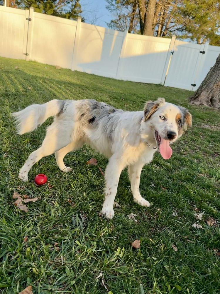 Enlarge Biscuit, a Adoptable mixed breed in Troy, IL image 4/6