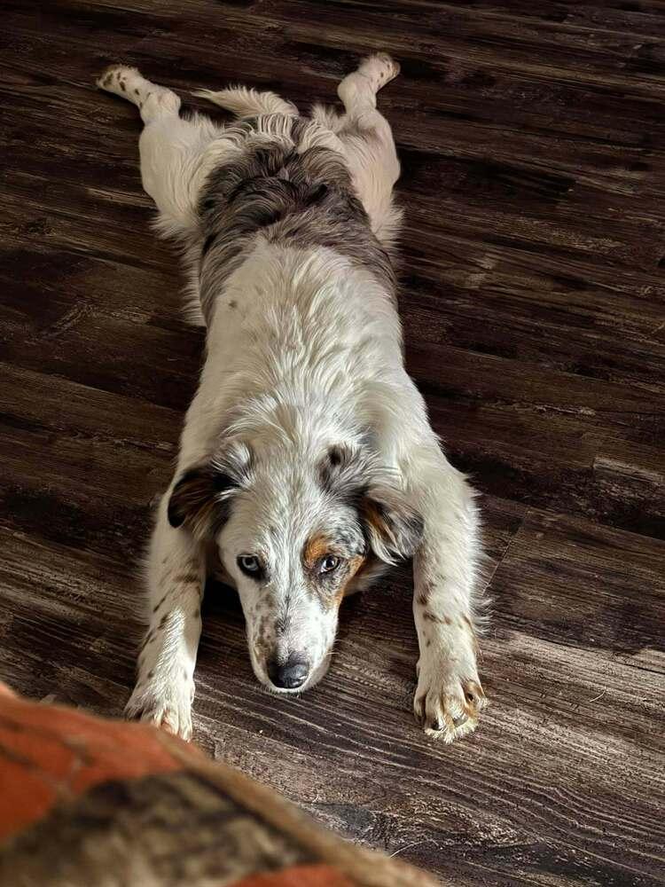 Enlarge Biscuit, a Adoptable mixed breed in Troy, IL image 5/6