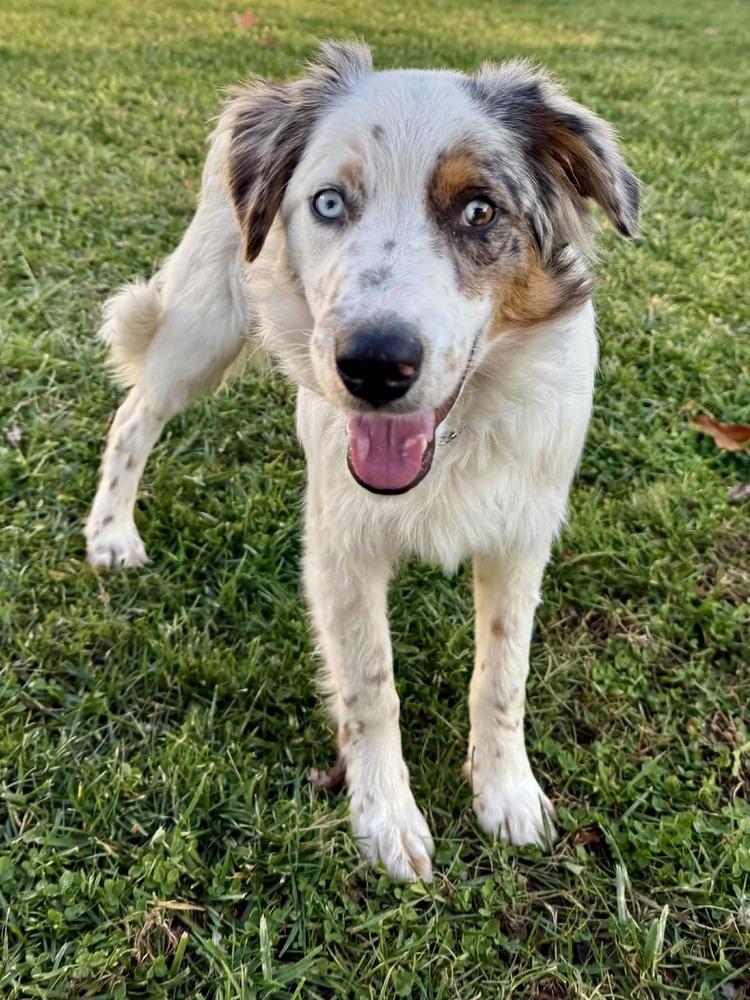 Enlarge Biscuit, a Adoptable mixed breed in Troy, IL image 6/6