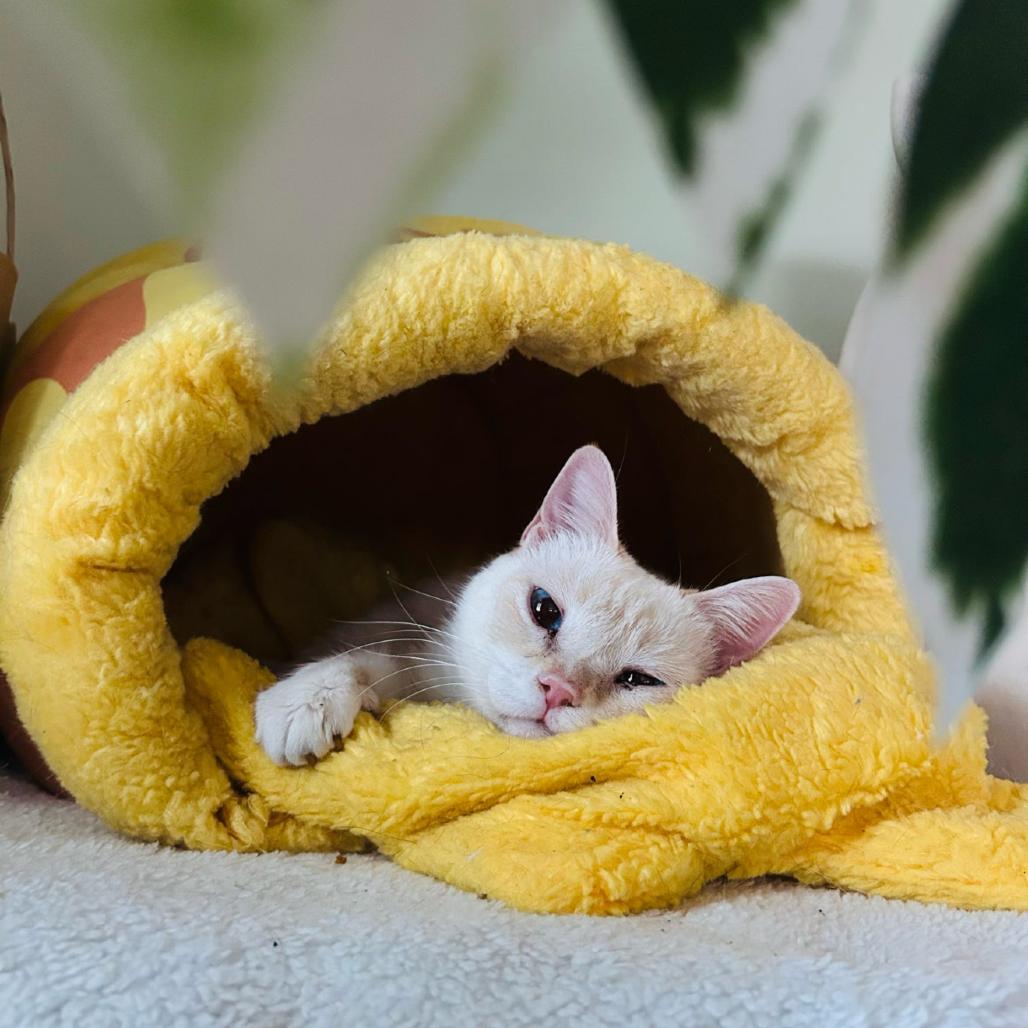 Cayenne, a Adoptable Siamese in Brea, CA image 1/6