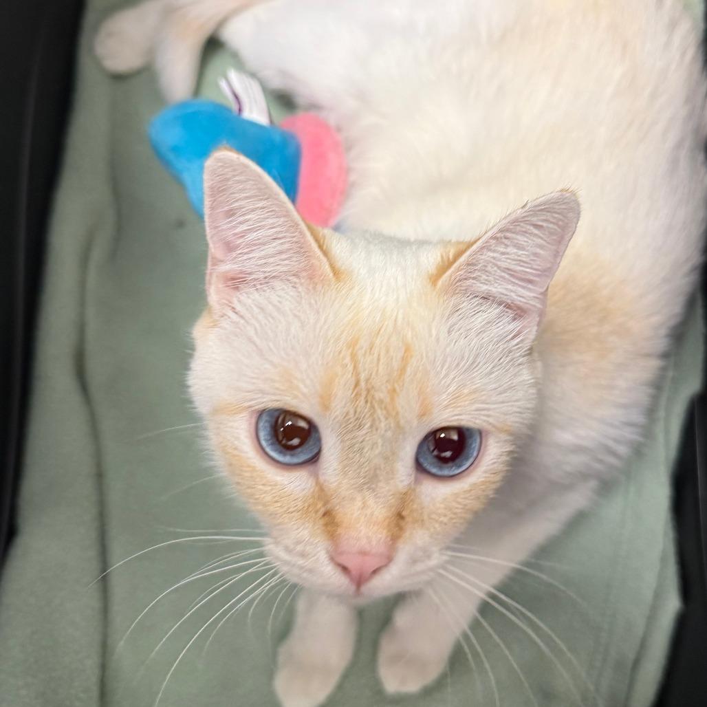 Cayenne, a Adoptable Siamese in Brea, CA image 2/6