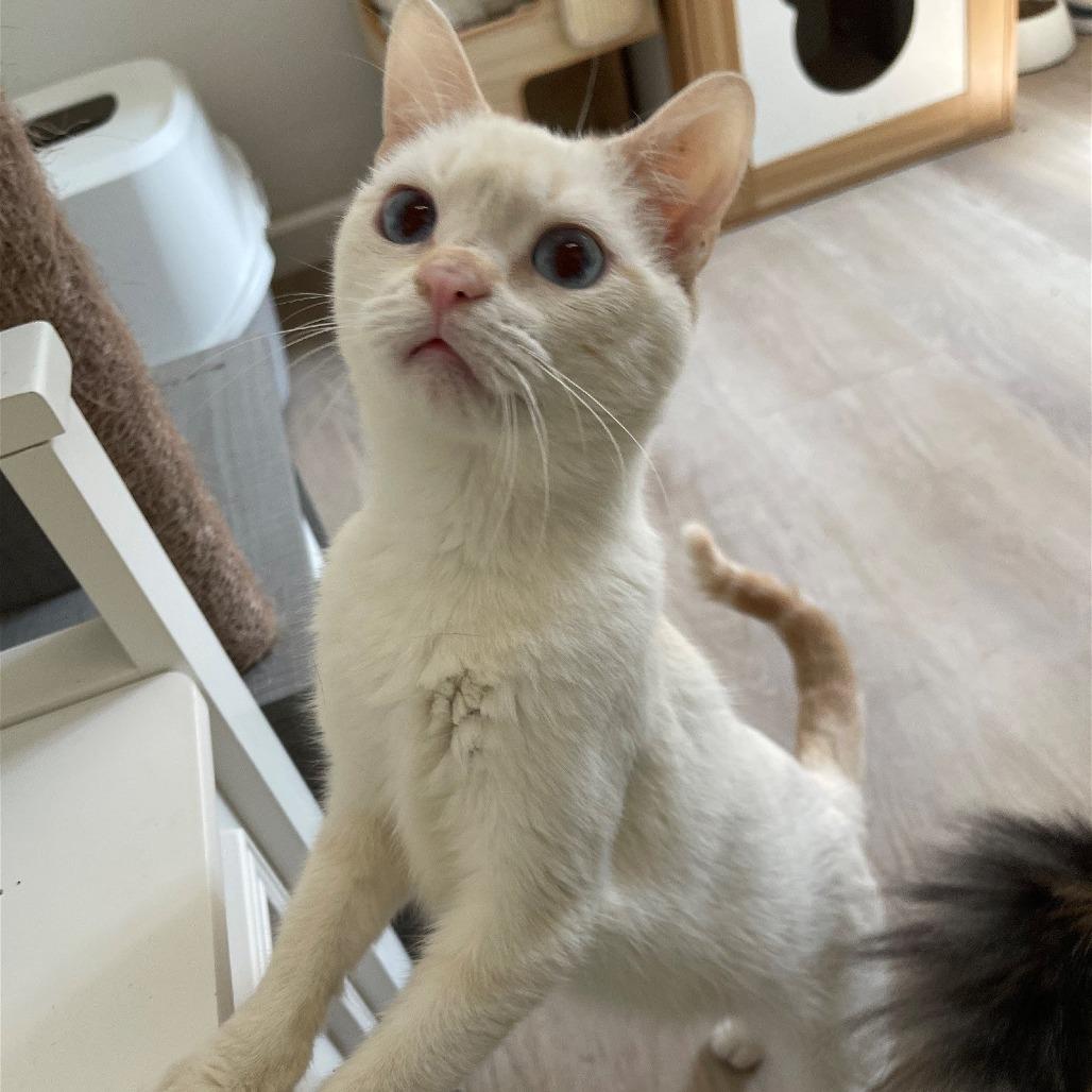 Cayenne, a Adoptable Siamese in Brea, CA image 3/6