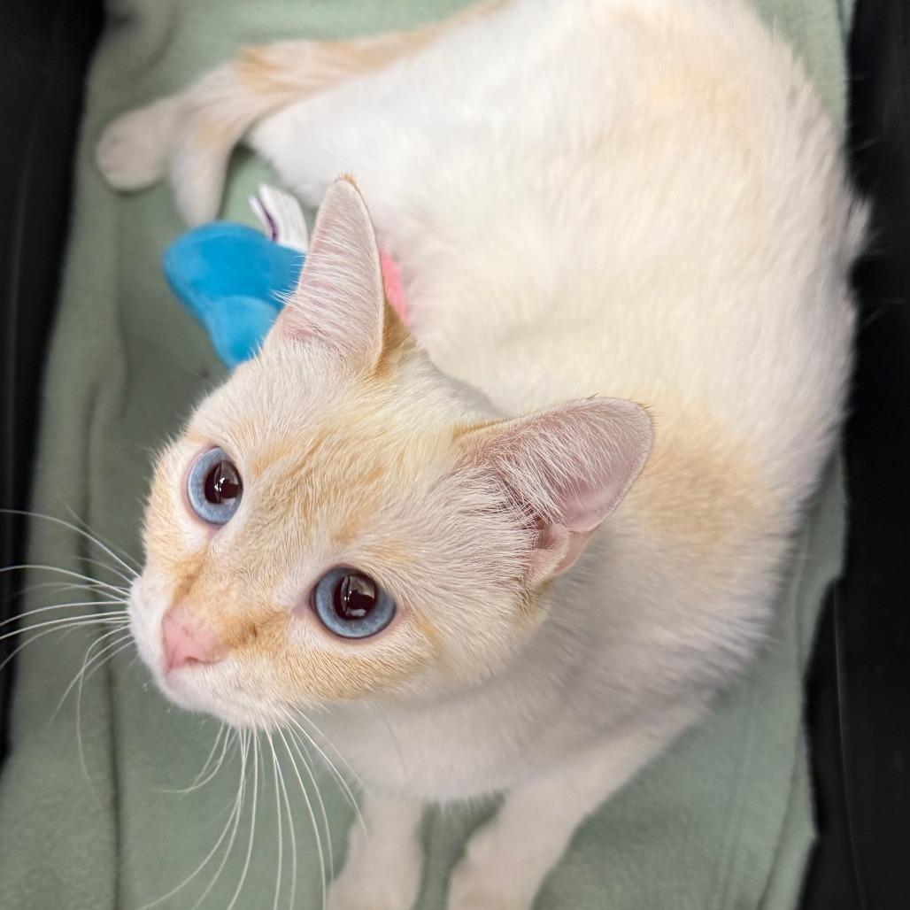 Cayenne, a Adoptable Siamese in Brea, CA image 4/6
