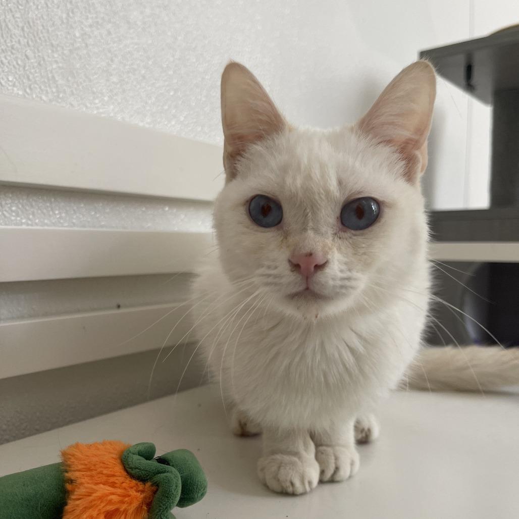 Cayenne, a Adoptable Siamese in Brea, CA image 5/6