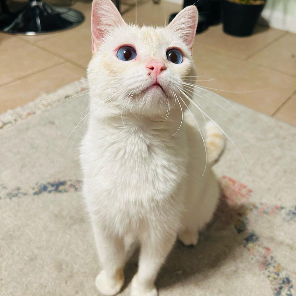 Cayenne, a Adoptable Siamese in Brea, CA image 6/6