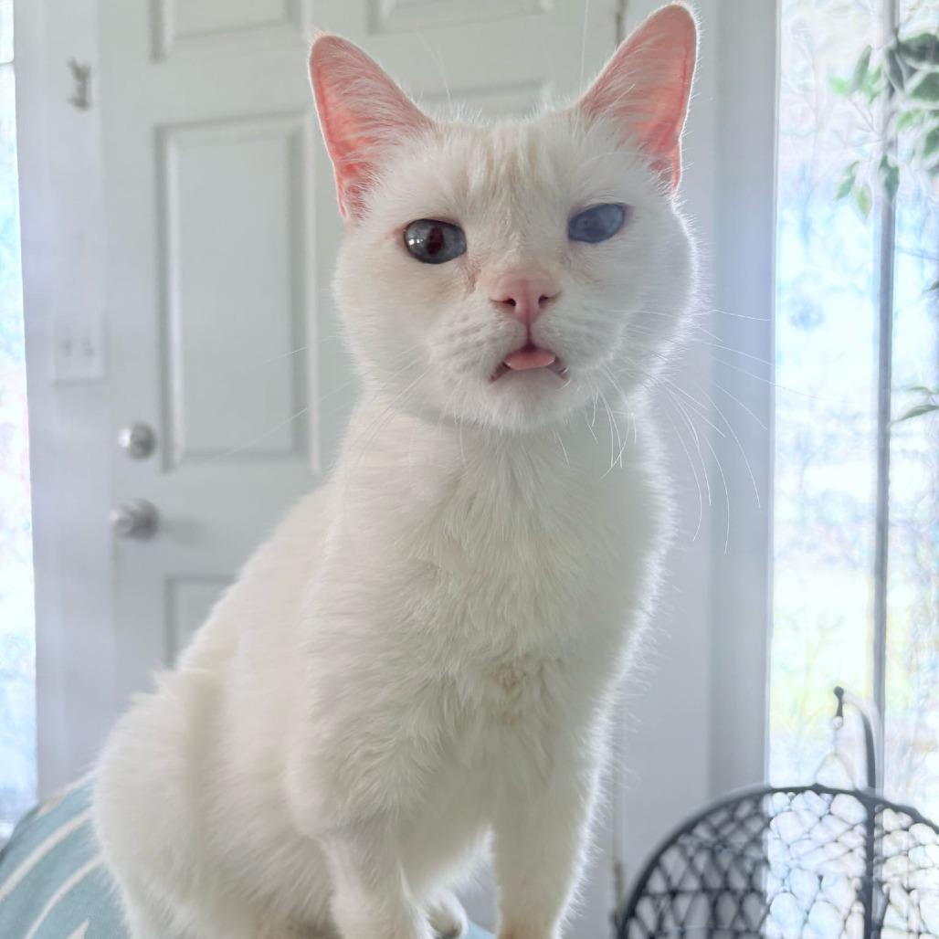 Enlarge Cayenne, a Adoptable Siamese in Brea, CA image 6/6