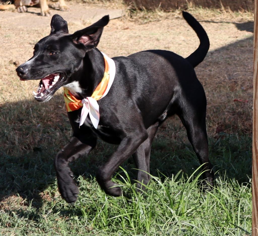Enlarge Polo, a Adoptable Mixed Breed in Jonesboro, AR image 1/6