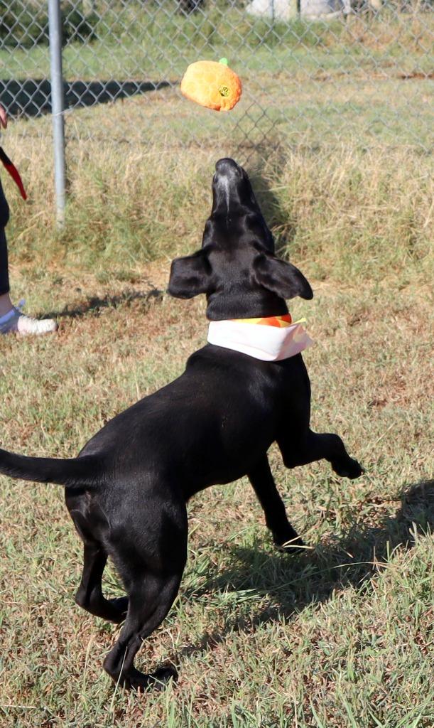 Enlarge Polo, a Adoptable Mixed Breed in Jonesboro, AR image 2/6