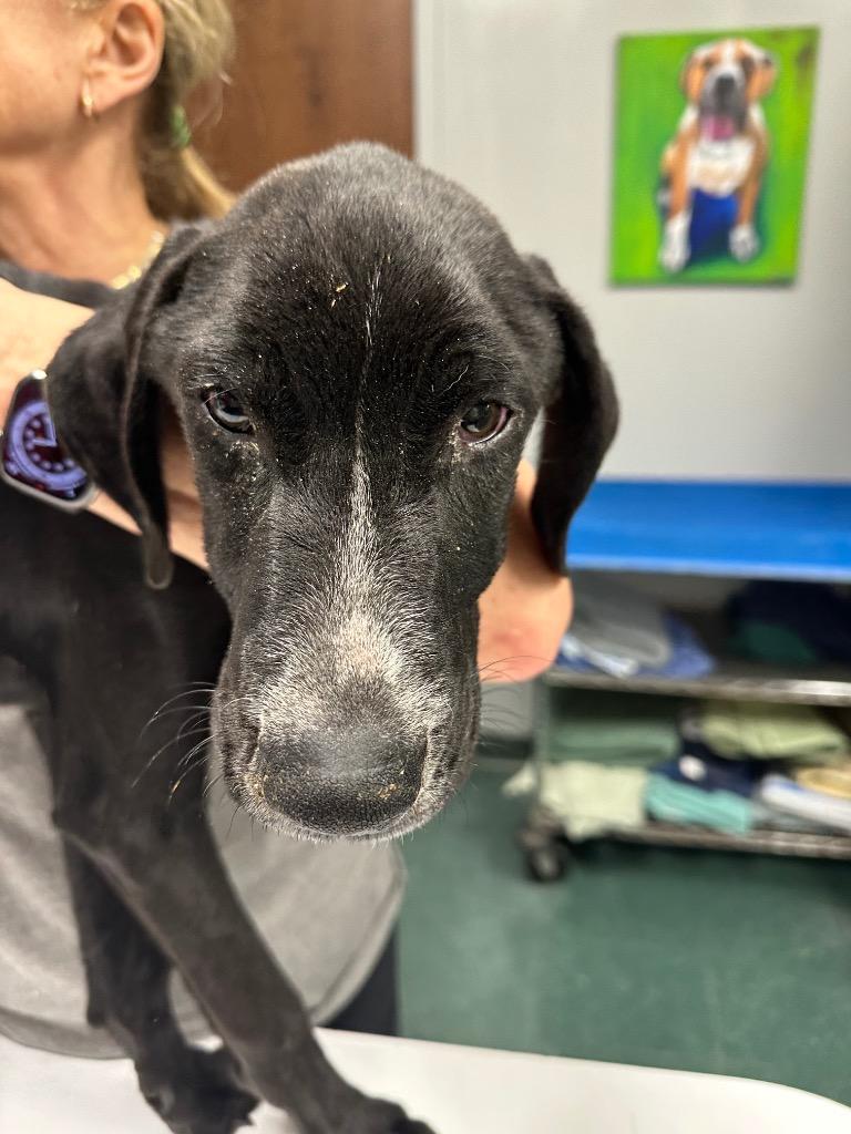 Polo, Adoptable, Young Male Mixed Breed.