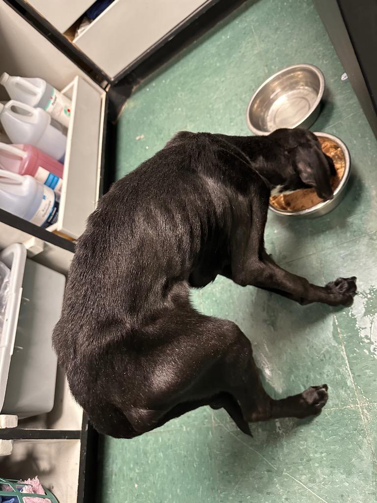 Enlarge Polo, a Adoptable Mixed Breed in Jonesboro, AR image 6/6