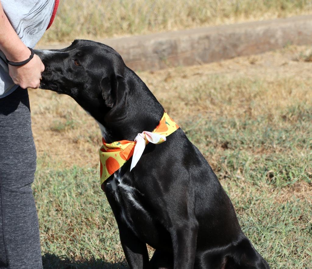 Enlarge Polo, a Adoptable Mixed Breed in Jonesboro, AR image 3/6