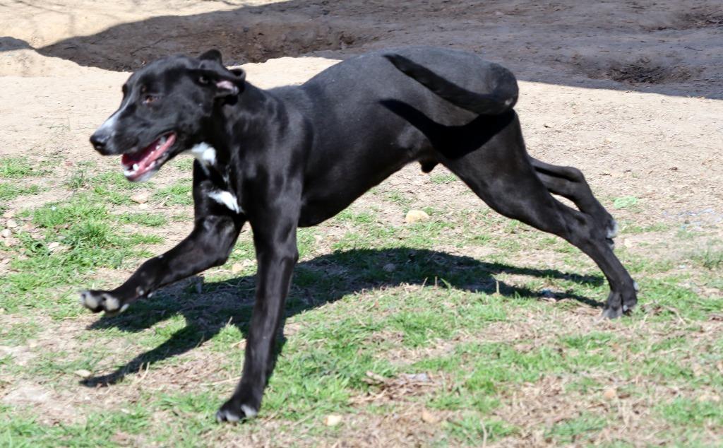 Enlarge Polo, a Adoptable Mixed Breed in Jonesboro, AR image 3/6