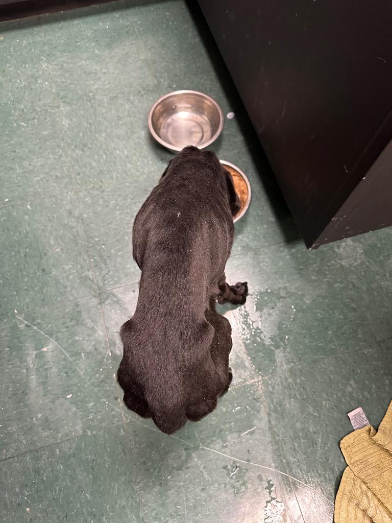 Enlarge Polo, a Adoptable Mixed Breed in Jonesboro, AR image 1/6