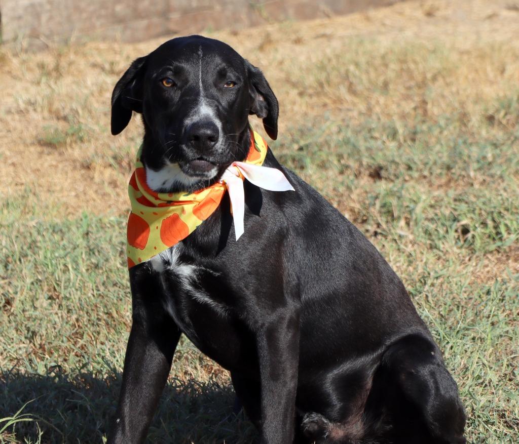 Enlarge Polo, a Adoptable Mixed Breed in Jonesboro, AR image 4/6