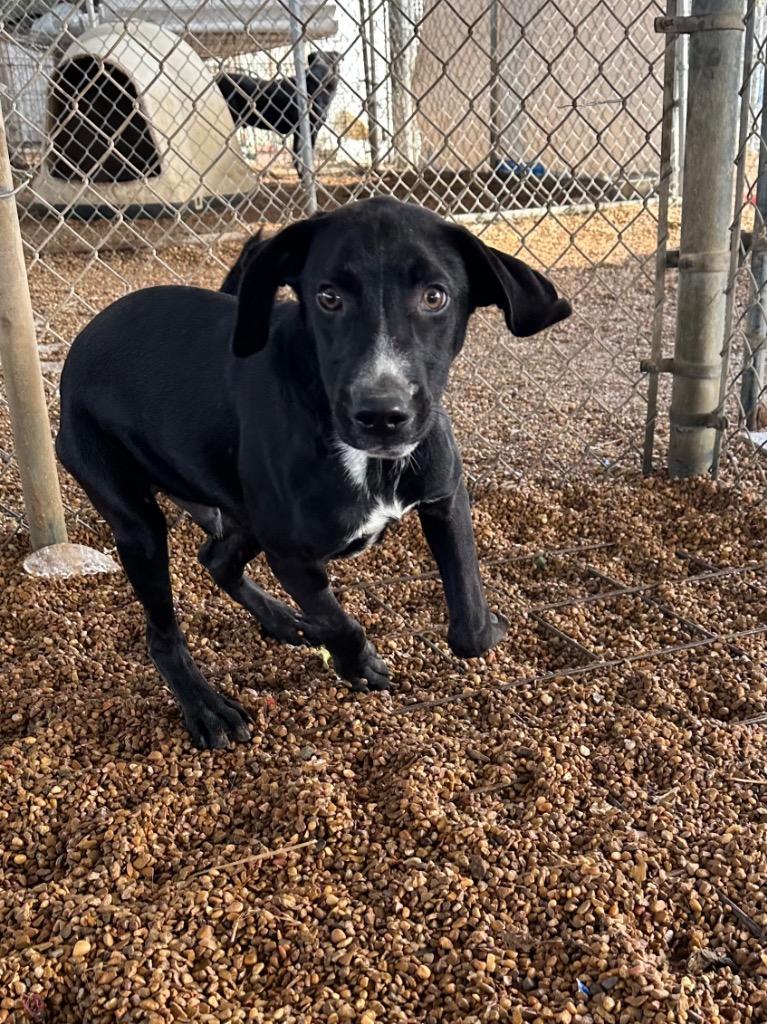 Enlarge Polo, a Adoptable Mixed Breed in Jonesboro, AR image 4/6