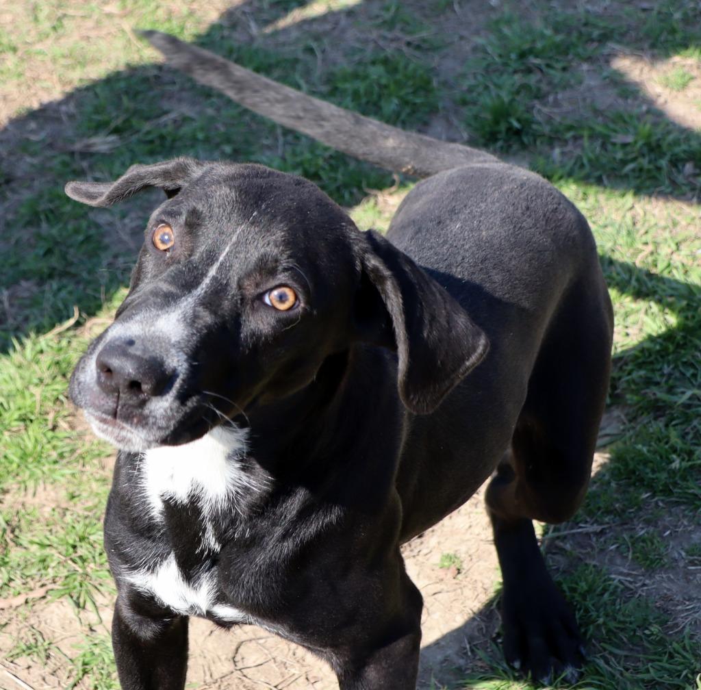 Polo, Adoptable, Young Male Mixed Breed.