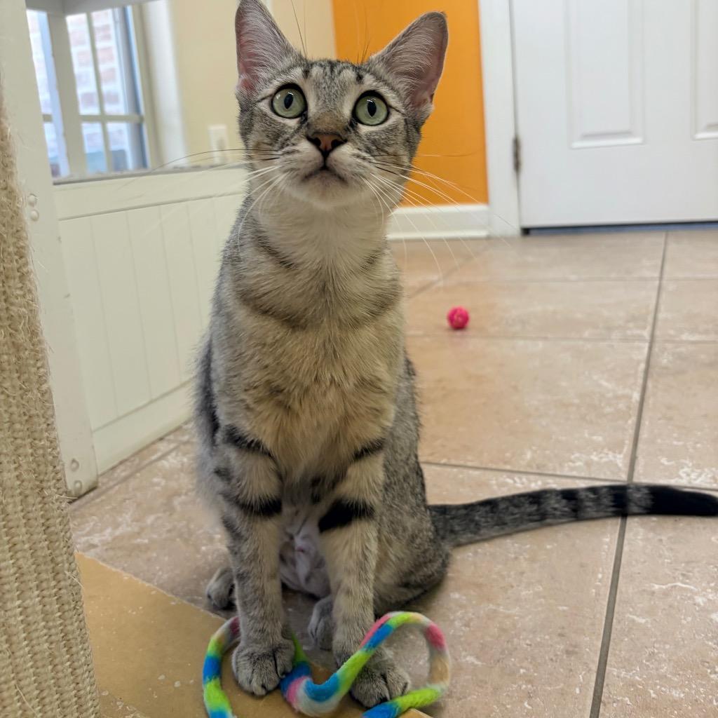 Sundae, Adoptable, Young Female Domestic Short Hair.