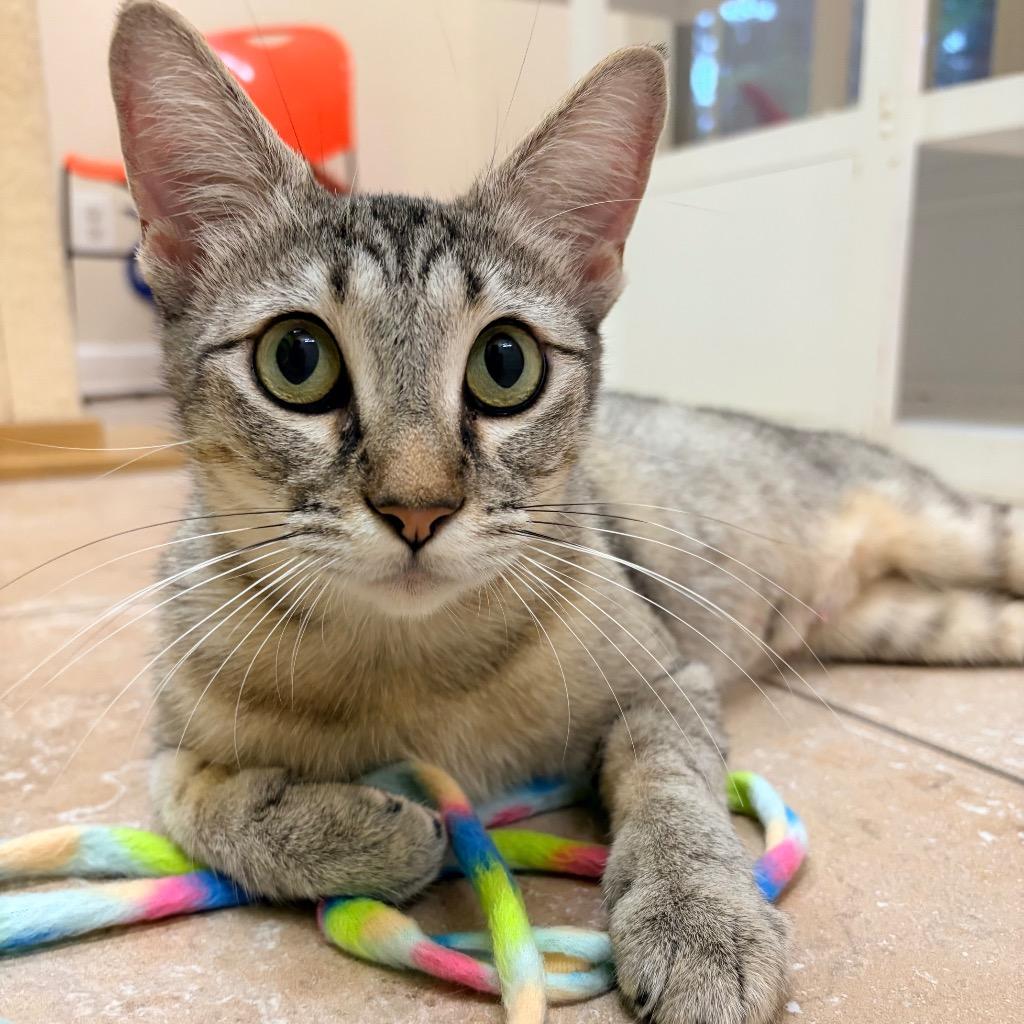 Enlarge Sundae, a Adoptable mixed breed in Magnolia, TX image 2/4