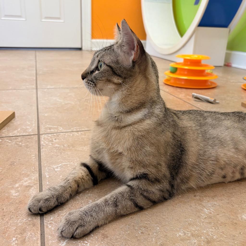 Enlarge Sundae, a Adoptable mixed breed in Magnolia, TX image 3/4