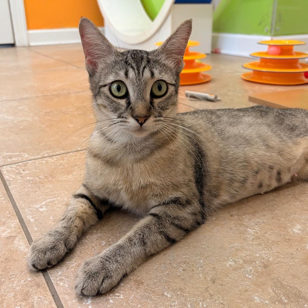 Enlarge Sundae, a Adoptable mixed breed in Magnolia, TX image 4/4