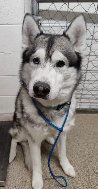 Enlarge Dyson, a Adoptable Husky in Fruit Heights, UT image 1/5
