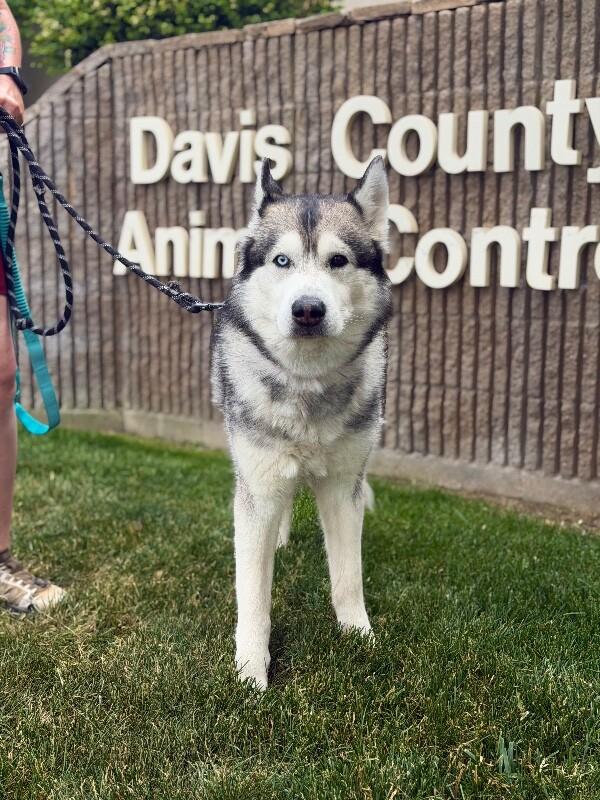 Enlarge Dyson, a Adoptable Husky in Fruit Heights, UT image 2/5