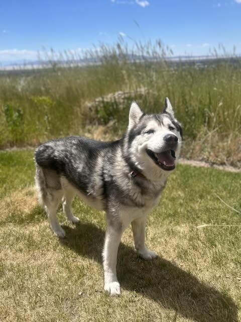 Enlarge Dyson, a Adoptable Husky in Fruit Heights, UT image 3/5