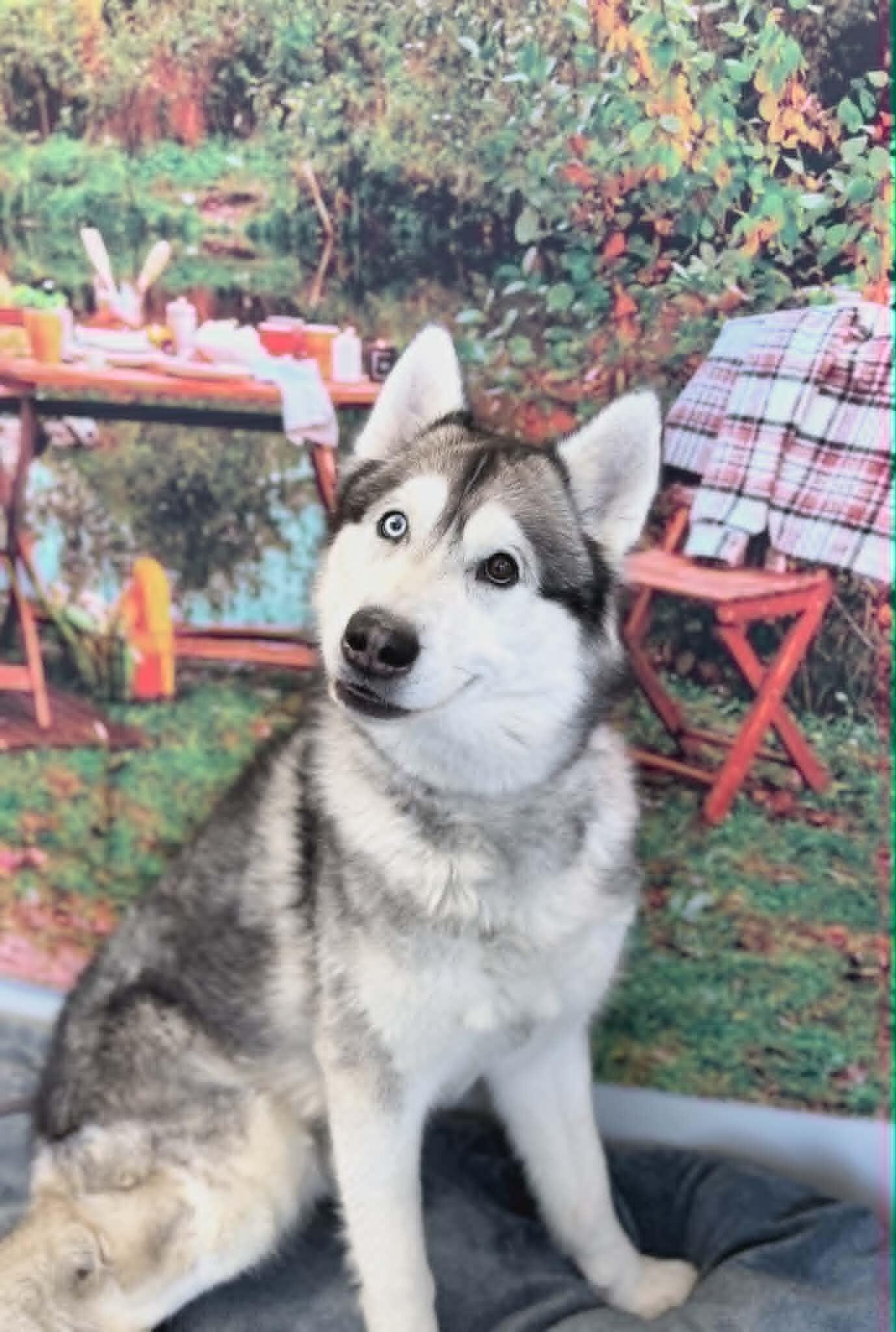 Enlarge Dyson, a Adoptable Husky in Fruit Heights, UT image 4/5
